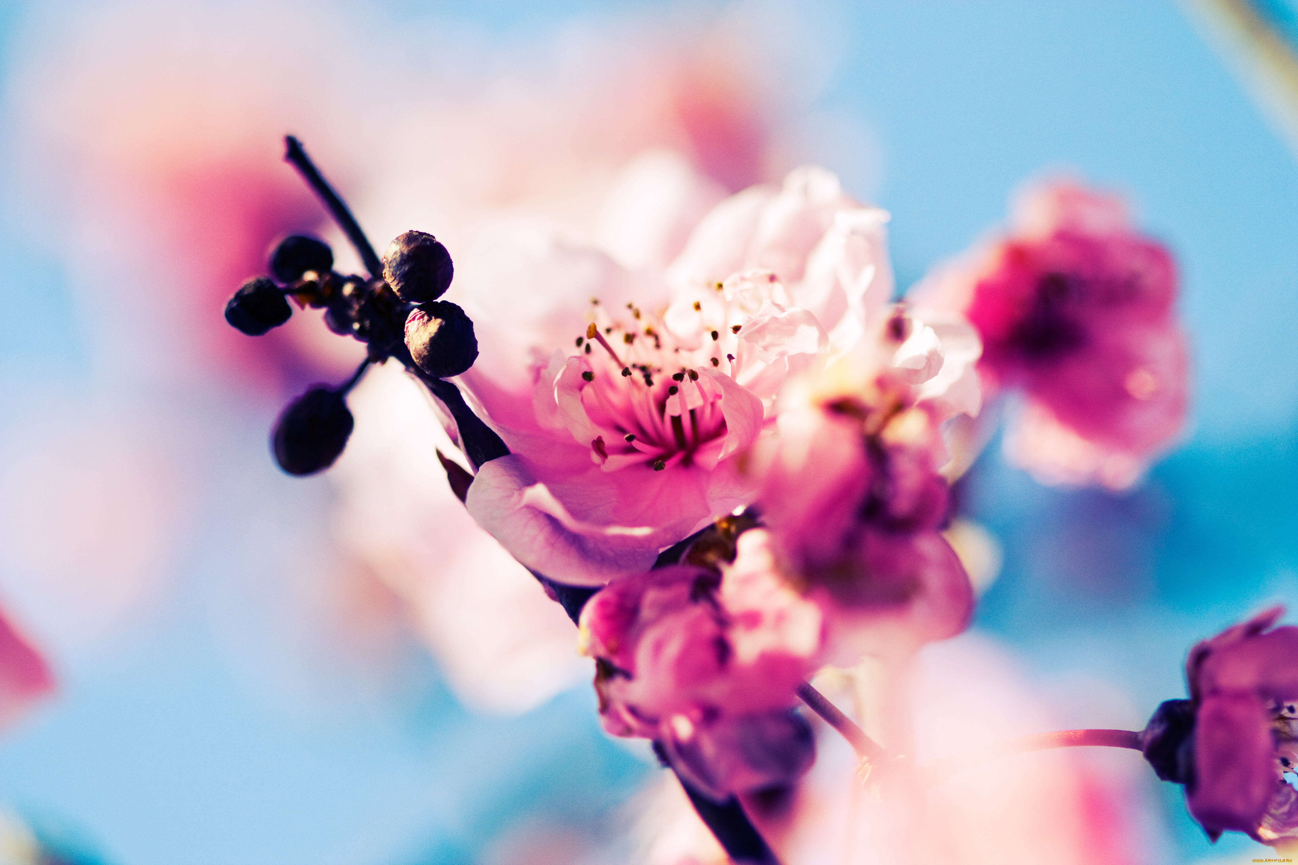 Открытки на экран телефона. Цветы на заставку. Весенние цветы. Нежные весенние цветы.